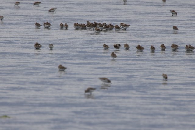 Congregation at the Bay
