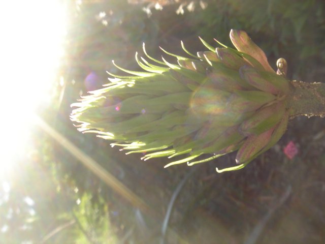 Artichoke Bud in Sunlight