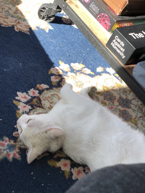 White Cat Taking a Cat Nap