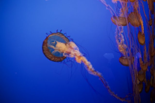 A Dance of Jellyfish at the Monterey Bay Aquarium
