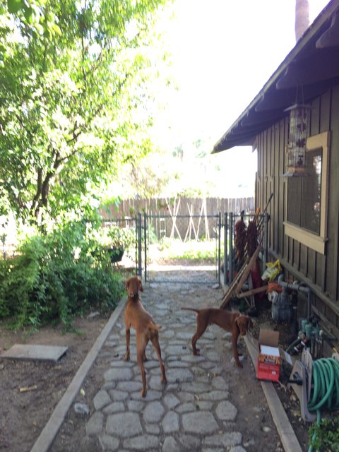 Two Canine Companions Strolling Through the Backyard of a Charming Home