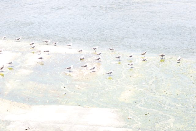 Flock of Birds on a Shoreline