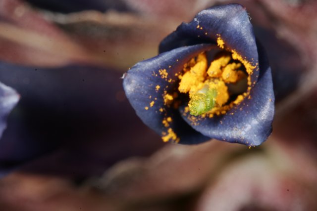 Purple Flower with Yellow Pollen
