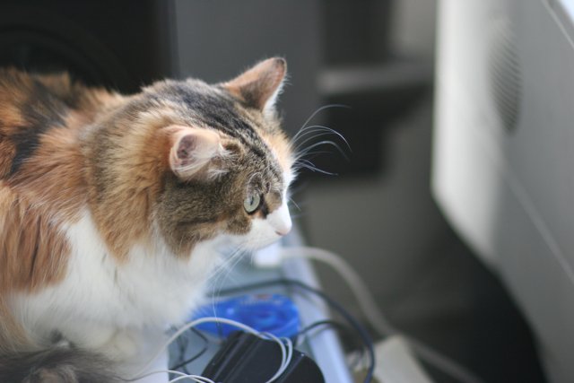 Feline Tech Support
