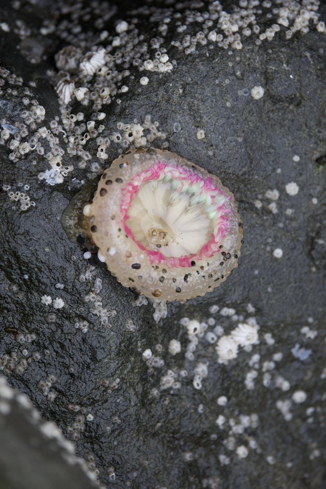 Vibrant Pink Limpet Shell on Barnacle-Covered Rock