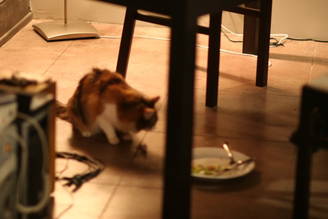 Feline Feasting on Hardwood Floor