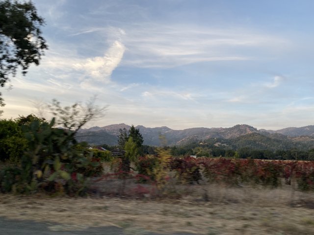 Mountain Vista Drive