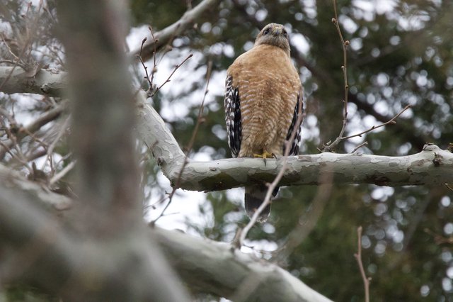 Red-Shouldered Hawk Perched on Winter Branch
