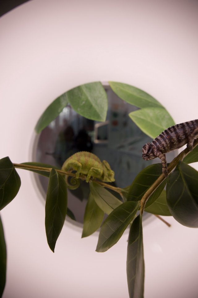 Chameleons on Branch with Unfurling Fern