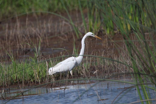 Great Egret Hunting in Shallow Wetland Marsh