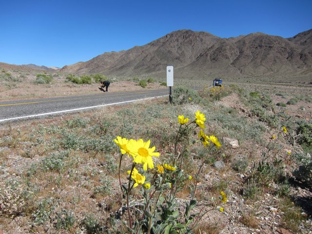 Road Trip with a Yellow Flower