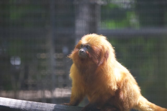 Golden Glance: A Moment at the Honolulu Zoo