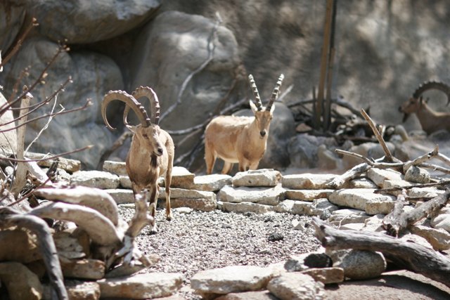 Goats on Rocky Terrain