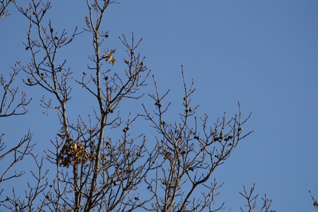 Birds on a Winter's Branch