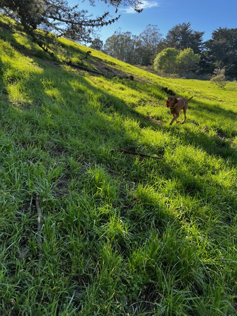A Playful Pup in a Verdant Landscape