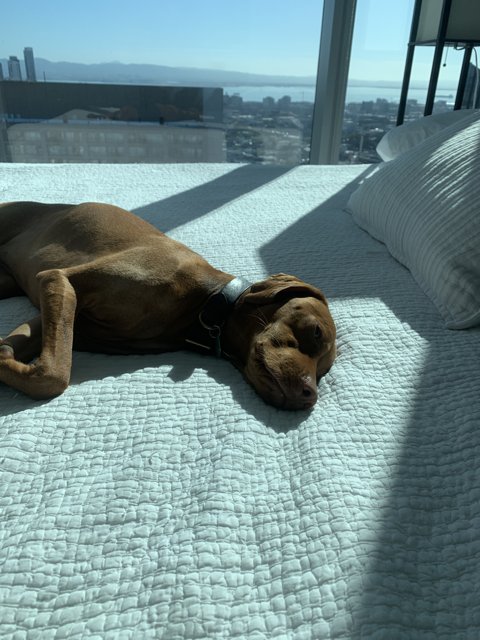 City Dog's Cozy Nap
