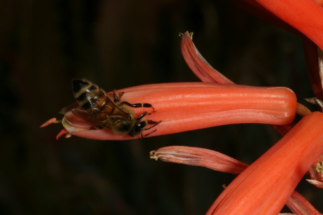 Busy Bee on a Rhubarb Flower