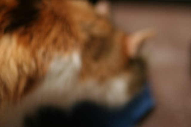 Blurred Feline Friend