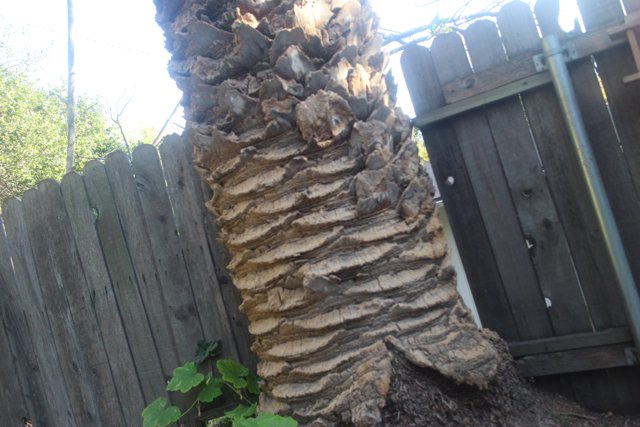 Majestic Tree Trunk with Worn-Out Fence