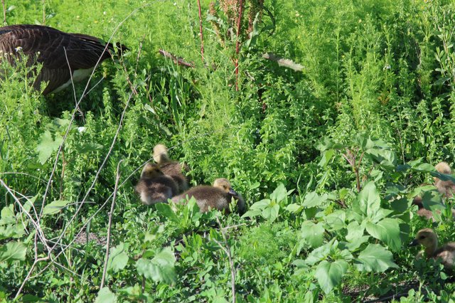Wild Turkey with Goslings in Lush Wetland Vegetation