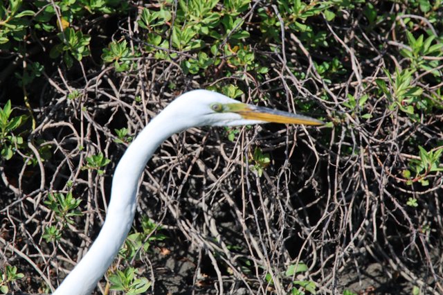 Great Egret Among Mangrove Branches at Sunset