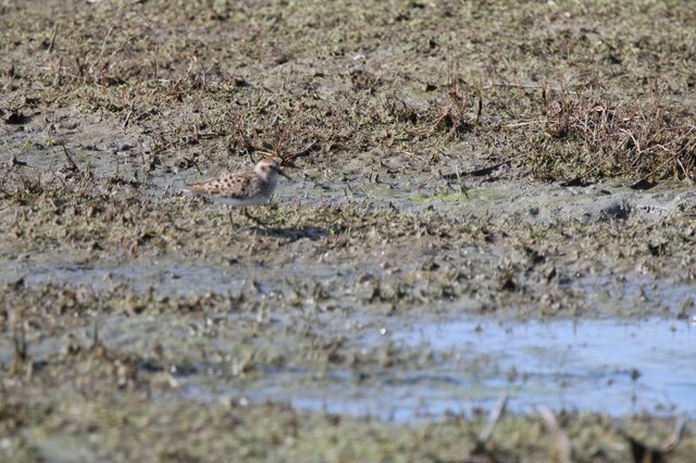 Shorebird Foraging in Mudflat Wetland Habitat