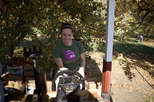 Smiling Woman Sorting Apples at Autumn Orchard