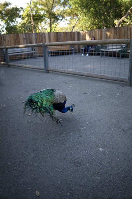 A Stroll through November: Peacock at SF Zoo