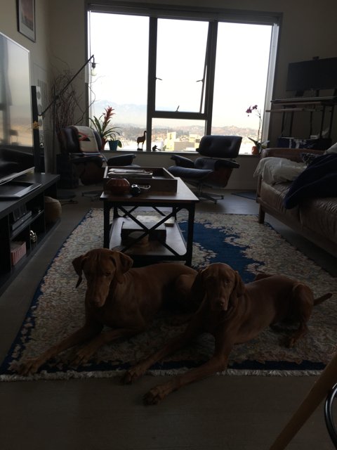 Two Dogs in a Cozy Living Room