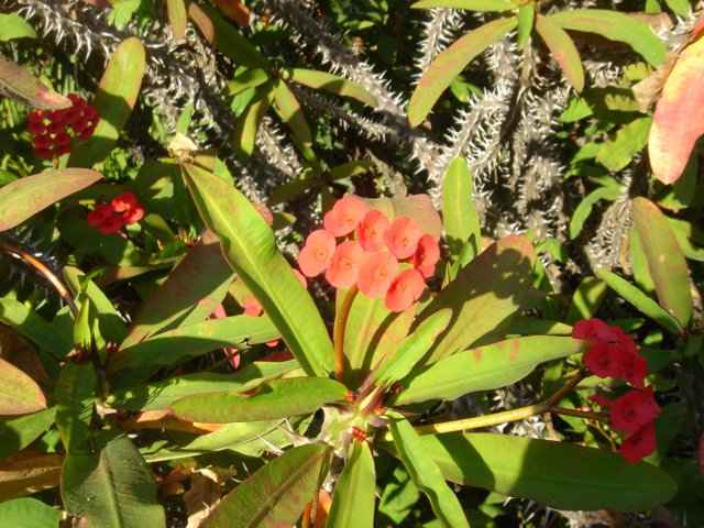 Red-flowered Acanthaceae Plant