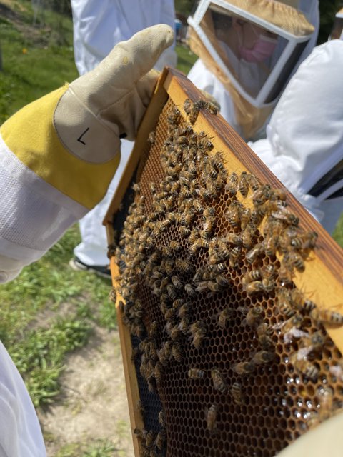 Beekeeping with Care
