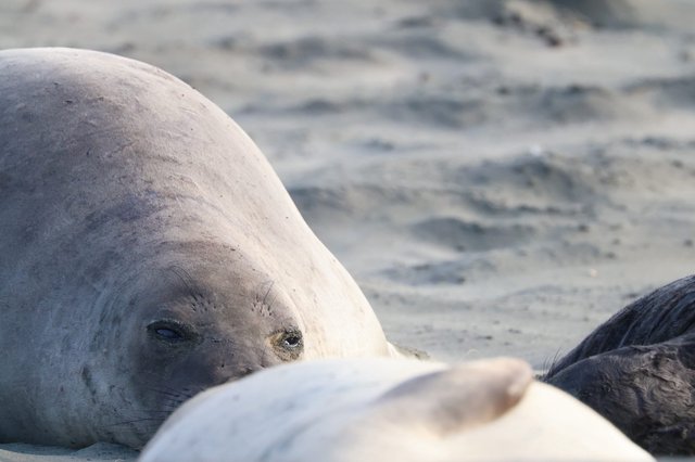 Elephant Seal Pup Resting at Drakes Beach