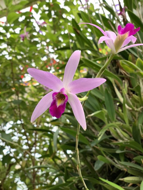 Pretty Pink Orchid amidst Green Foliage