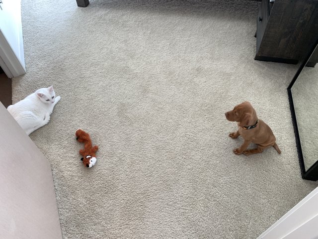 Puppy and Cat Playing with Stuffed Animal on the Floor