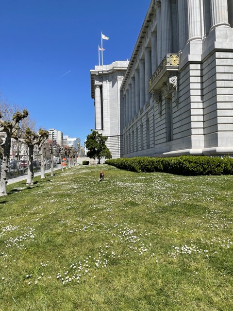 White Flowers in front of San Francisco City Hall