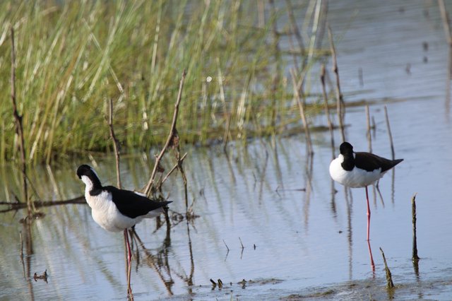 Black-necked Stilts Wading in Wetland Marsh