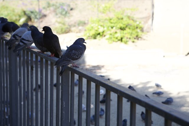 Pigeon Party on the Fence