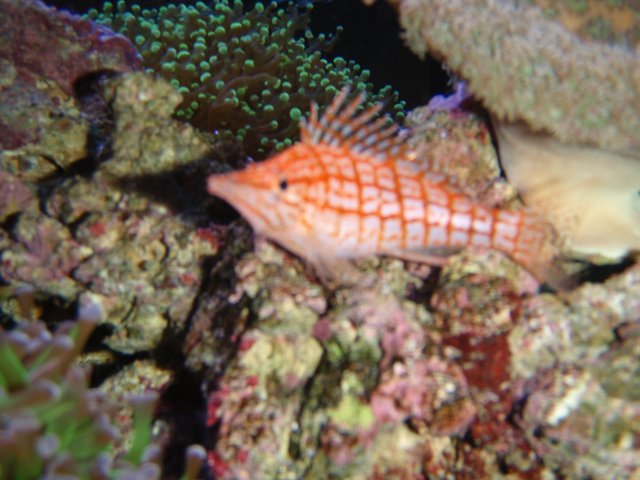 Coral Reef Visitor