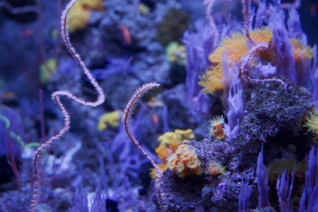 Vivid Symphony of the Deep: The Coral Reef