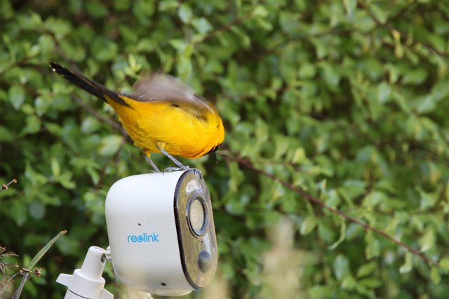 Hooded Oriole Perched on Security Camera
