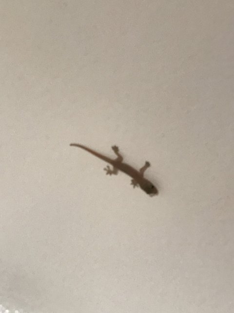Gecko on High