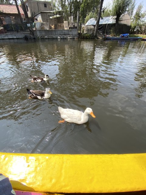 Ducks and Boat at Xochimilco