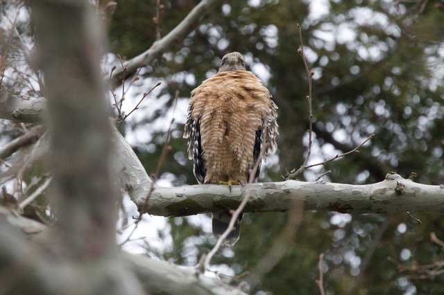 Cooper's Hawk Perched on White Branch in Winter