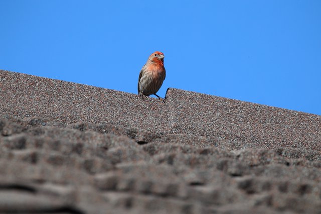 House Finch Perched on Textured Rooftop Against Blue Sky