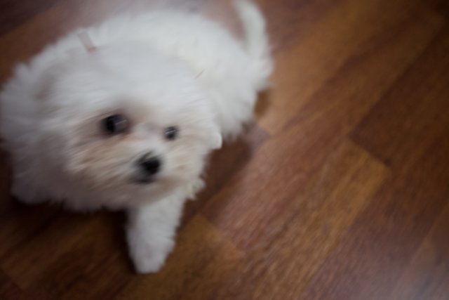 Little White Pup on Hardwood Floor