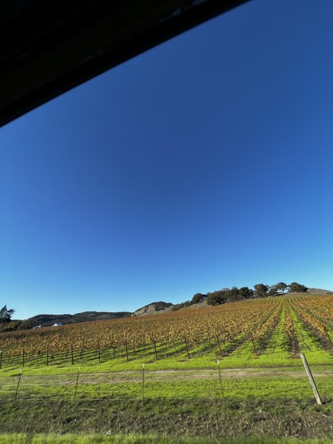 Rolling Hills of a California Vineyard