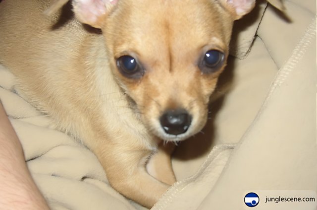 Blue-Eyed Chihuahua