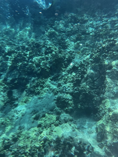 Underwater Exploration in Hawaiʻi's Alalakeiki Channel