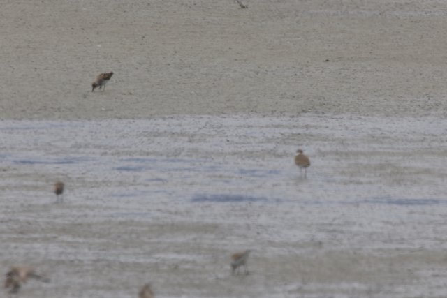 Sandpiper Serenity