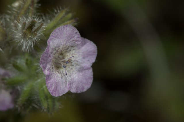 Purple Geranium Flower Close-Up